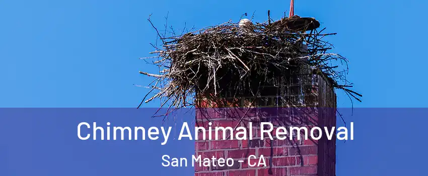Chimney Animal Removal San Mateo - CA
