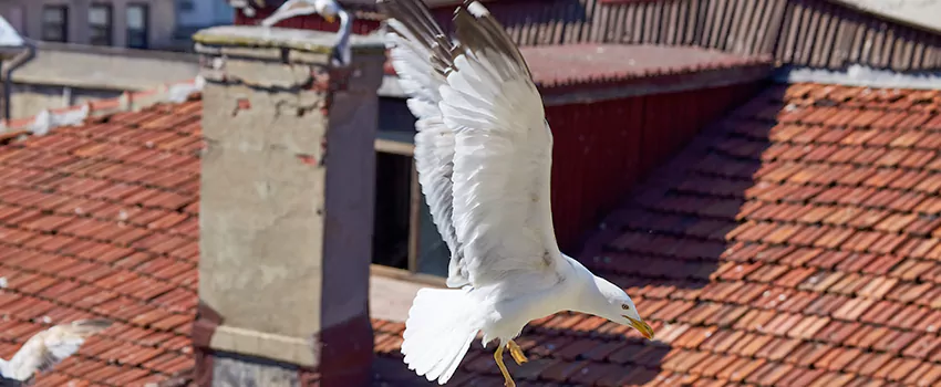 Residential Chimney Animal Removal Solution in San Mateo, CA